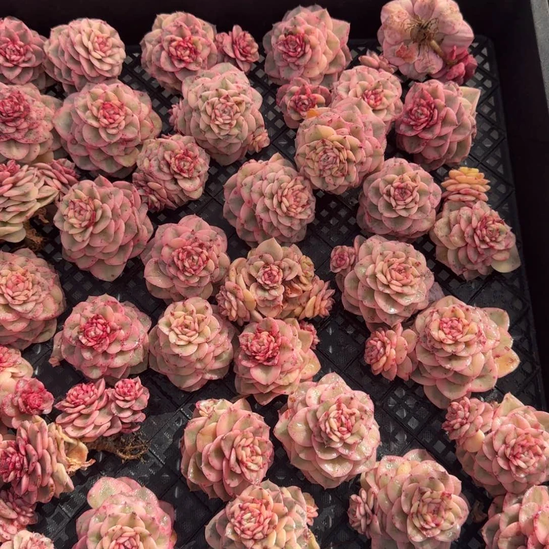 从前慢花园精选多肉蜡牡丹锦