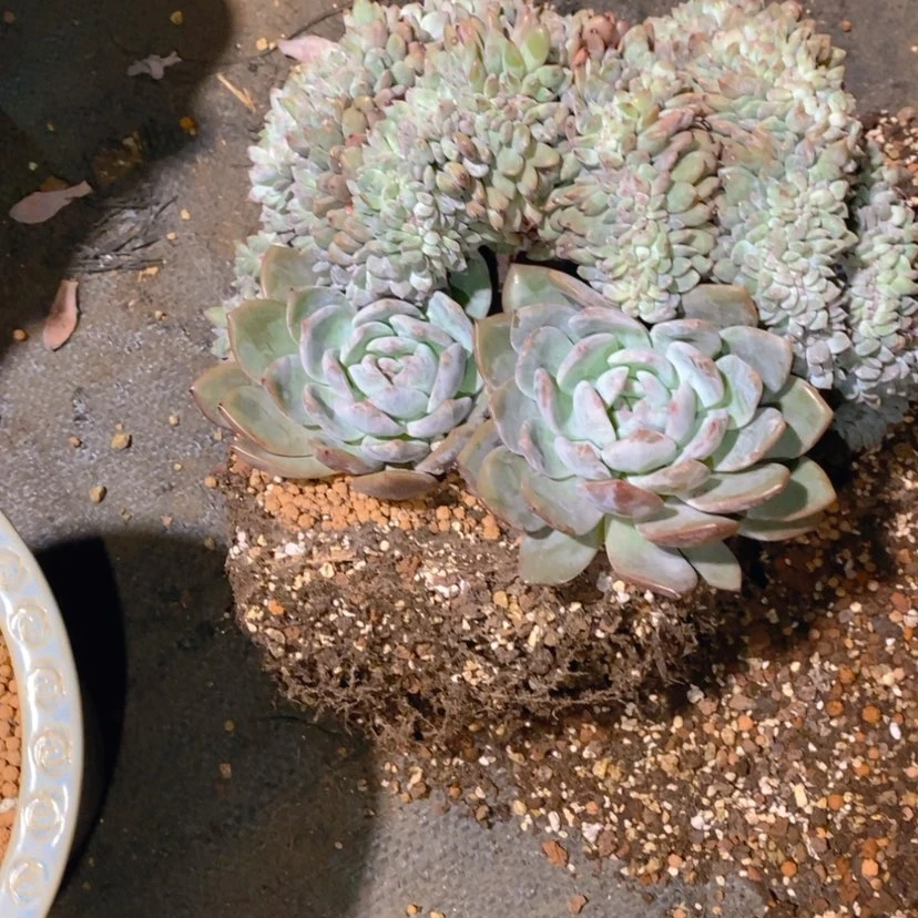 【闪购商品】呗**111