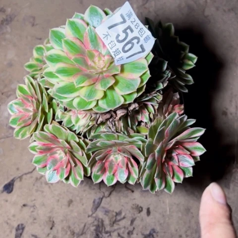 瑶光多肉植物法师7567