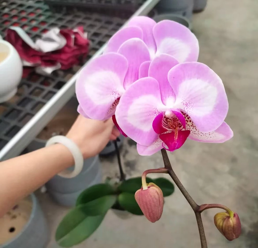 【淑女】精品蝴蝶兰 大花型 高端绿植花卉 室内绿植 广州基地直发