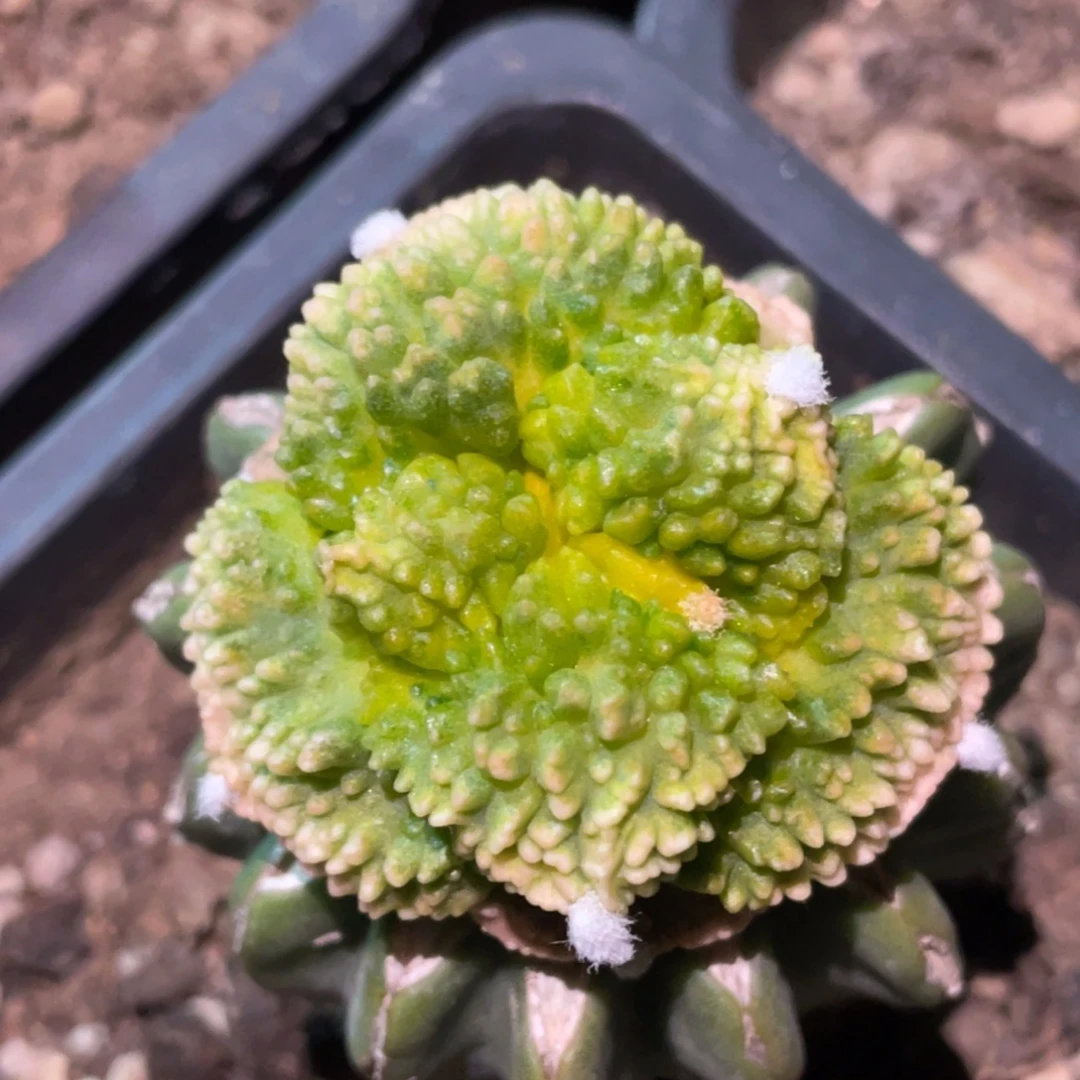 全部花朵荔枝丸犹锦717