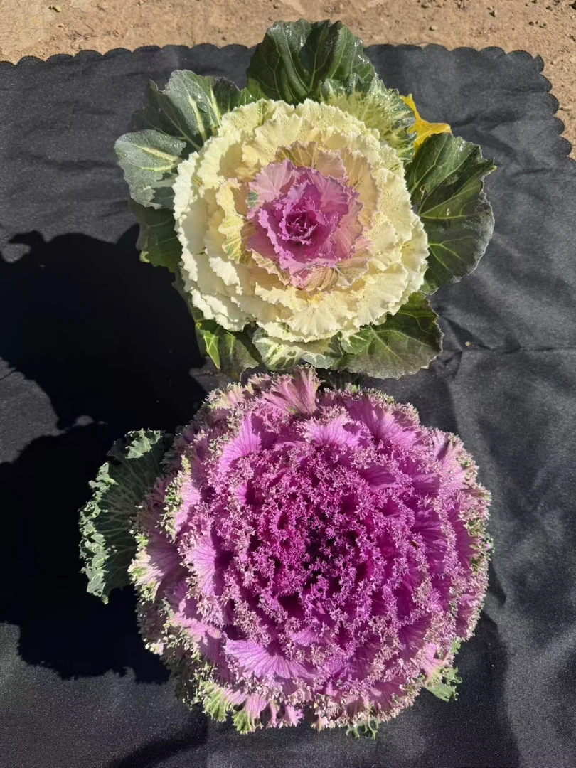 羽衣甘蓝（粉色+紫色）到手两盆