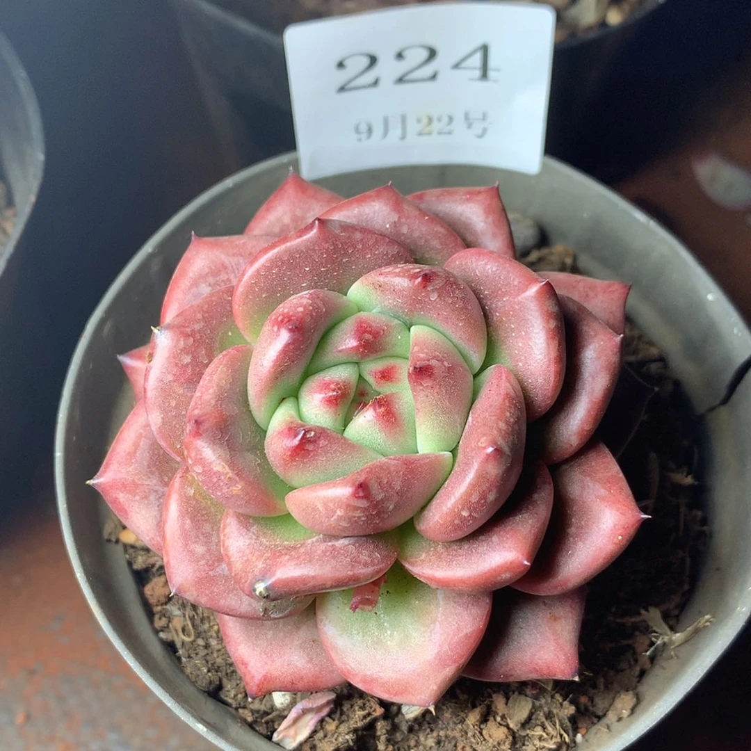 【闪购商品】云224号香奈儿6厘米
