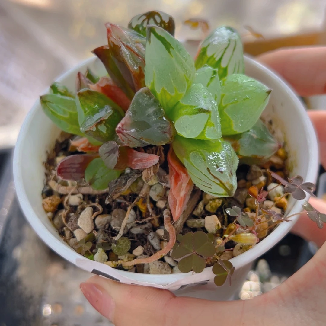 575多肉植物一颗多肉