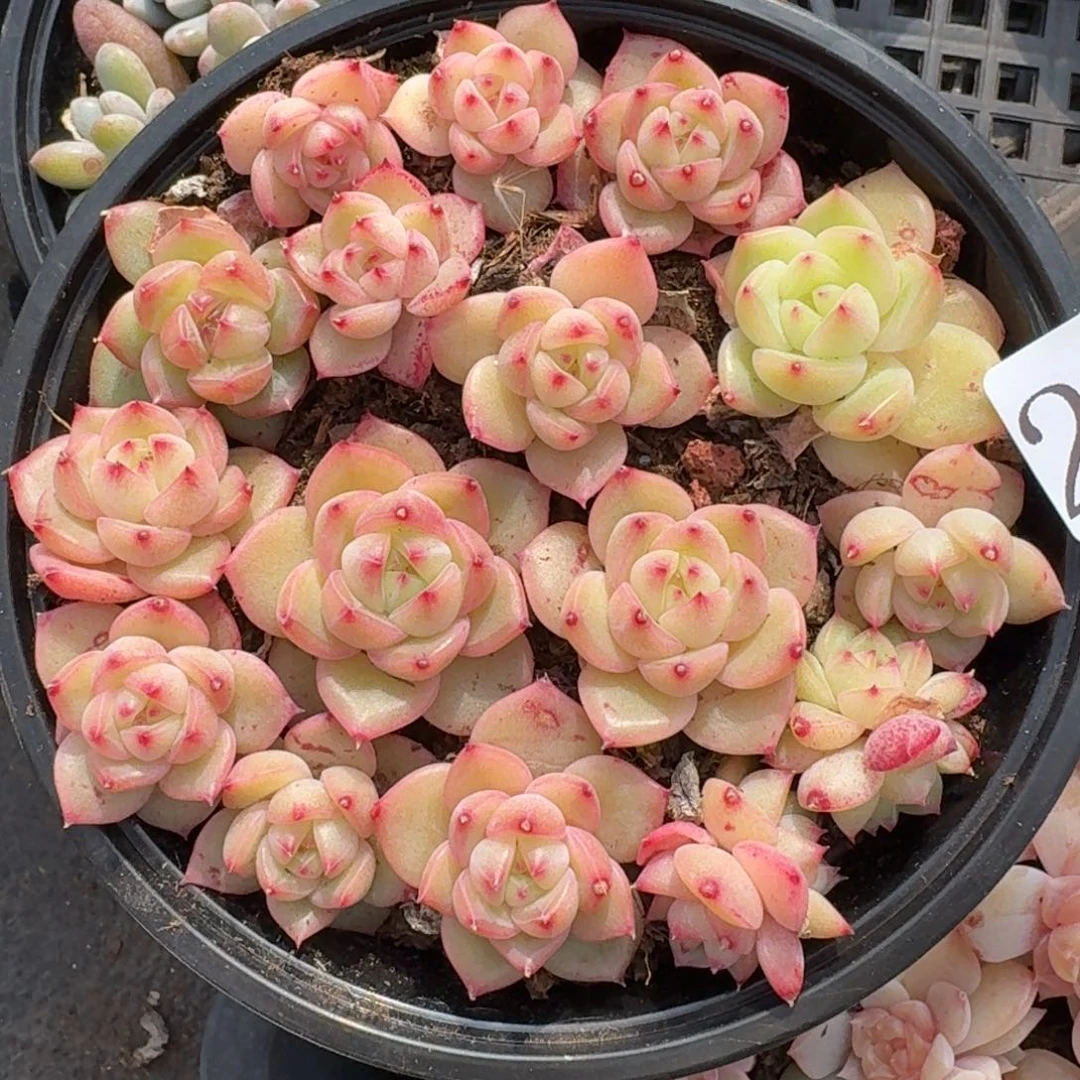 多肉植物多肉植物221