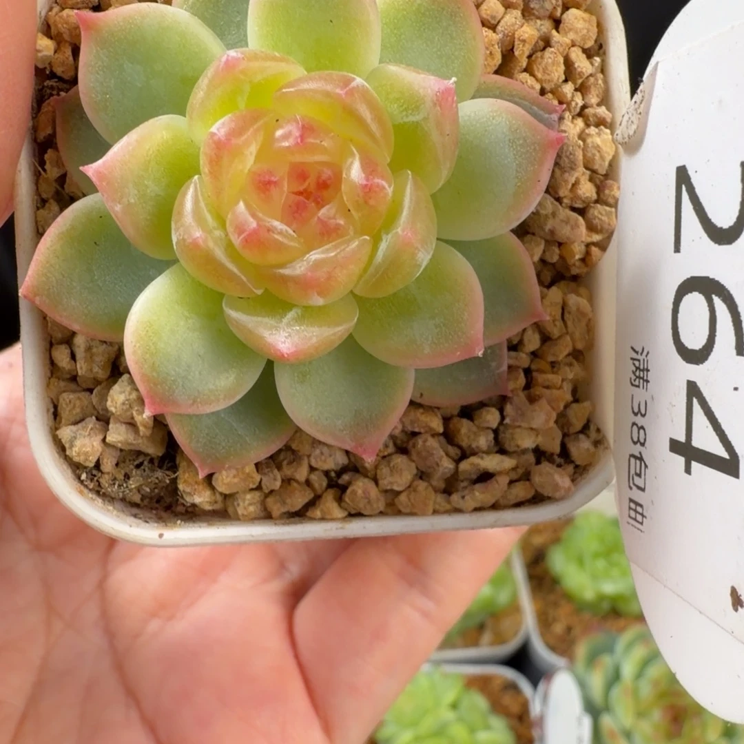 橘色孤品珍妮264号