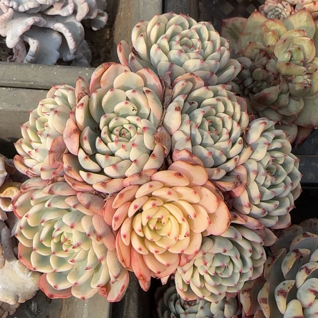 从前慢甄选多肉编号姬莲锦