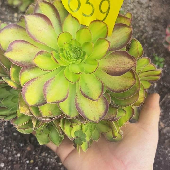 哈哈多肉葡萄福利659