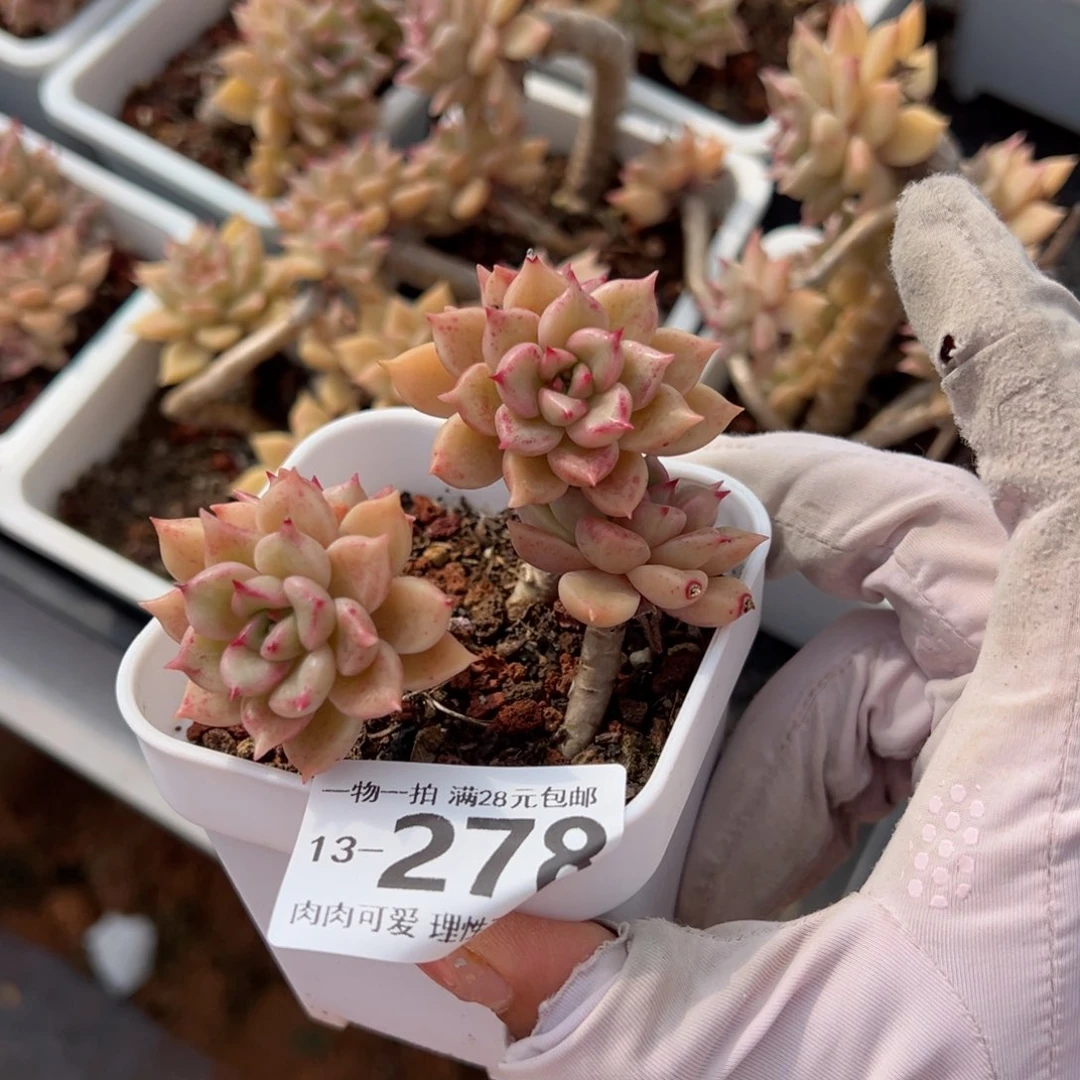 黄金璀璨多肉多肉多肉多肉