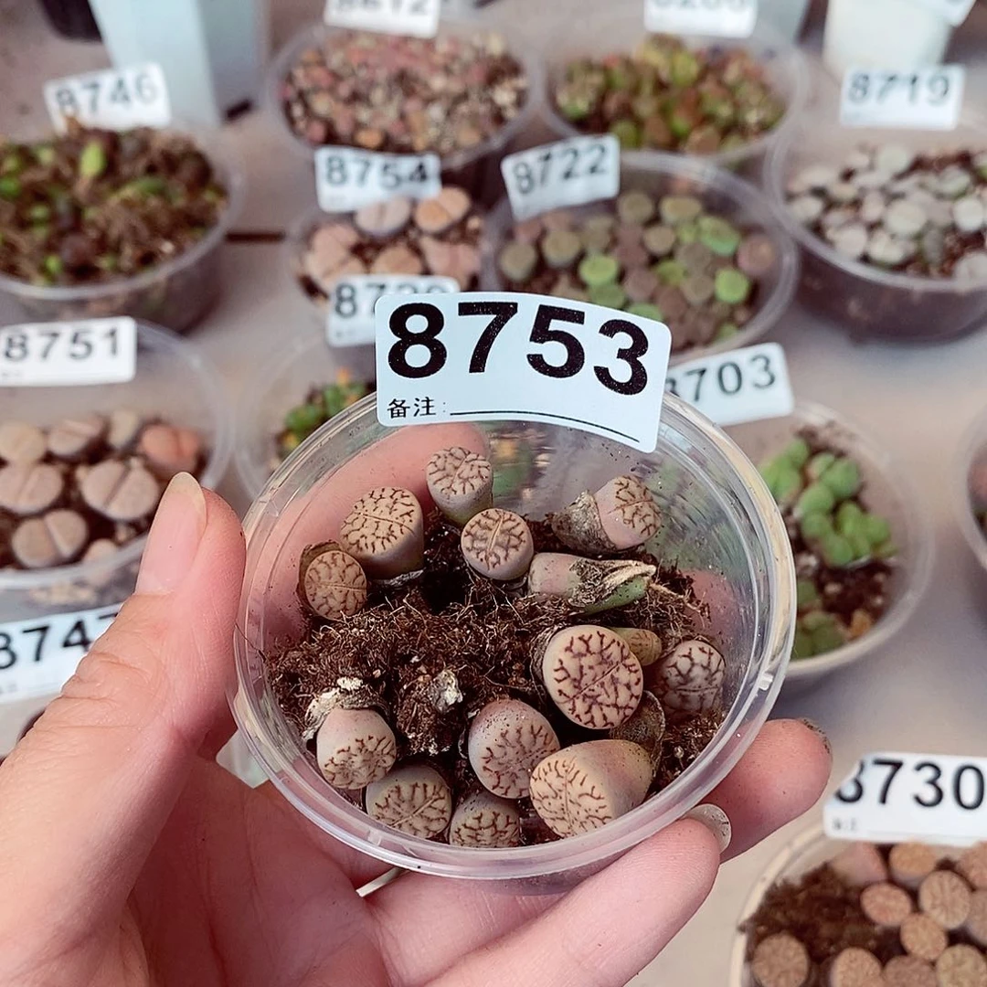 兔**。8753雀卵快快乐乐咯
