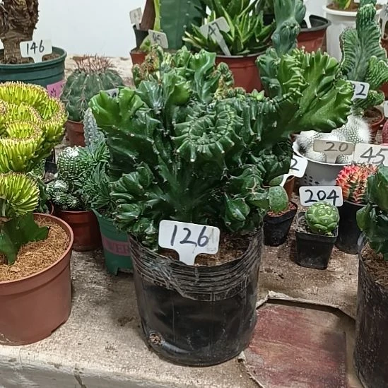 当前无花朵，栽培后可花朵玉麒麟     30元