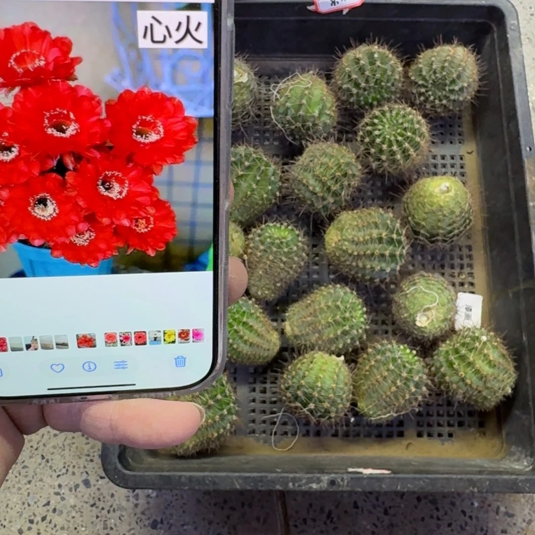 371彩草心火歪无根侧牙4公分左右，20包邮