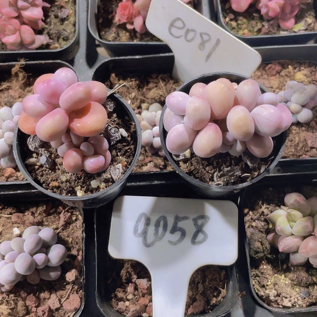 暖*桃蛋儿a058一物一拍