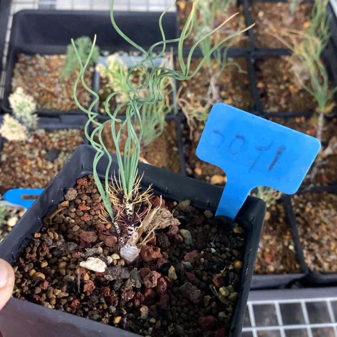 绿孔雀多肉植物一个