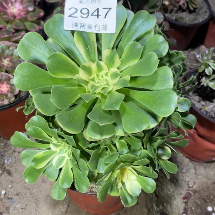 辛尼亚多肉的人都认为2947