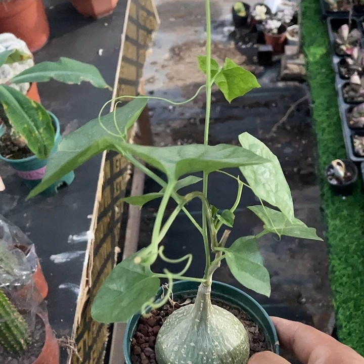 大球睡不袋一颗包邮