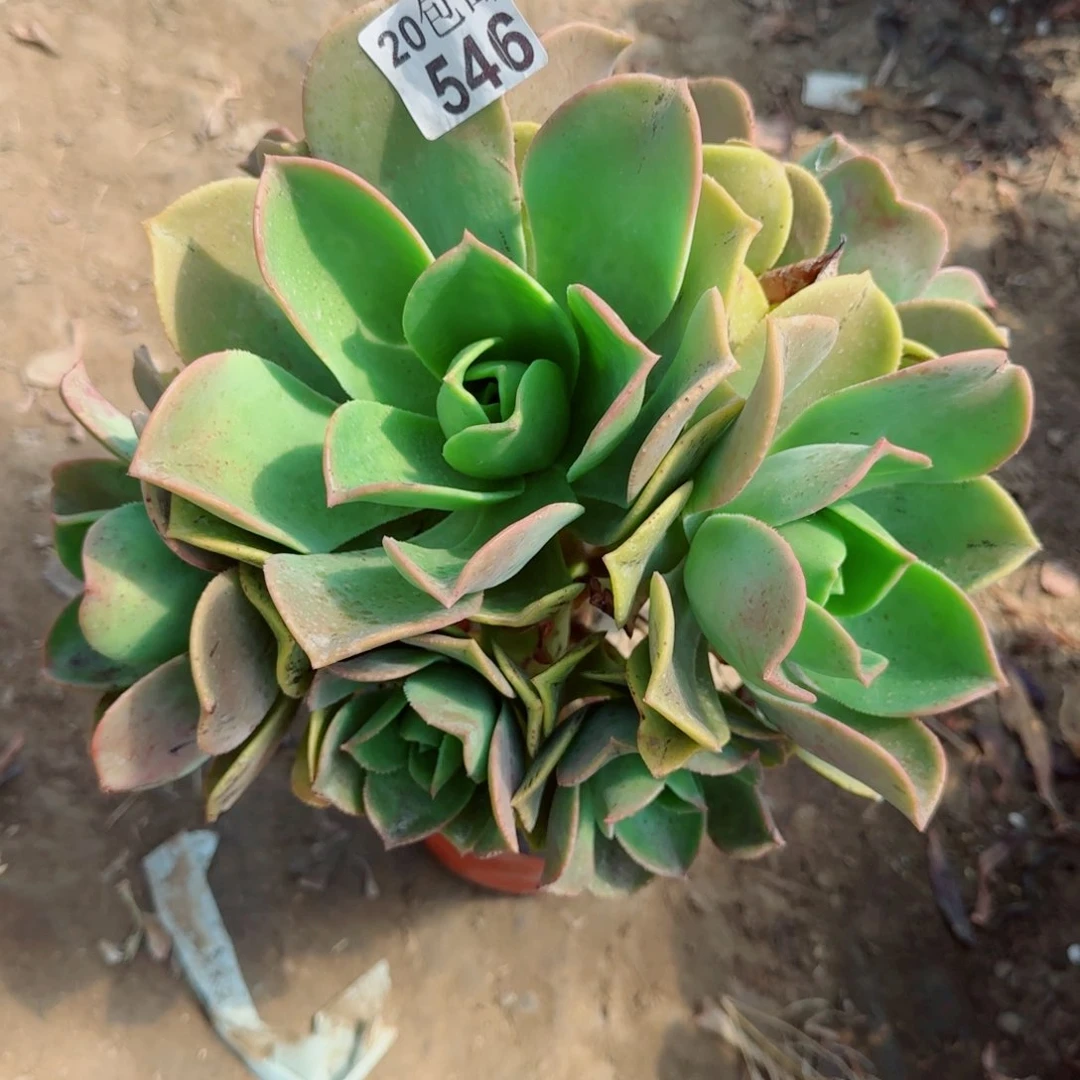 富贵多肉546满20包邮断枝不包