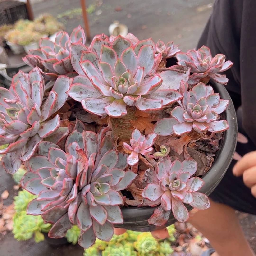 赫拉手捧无砍，有枯叶干点正常