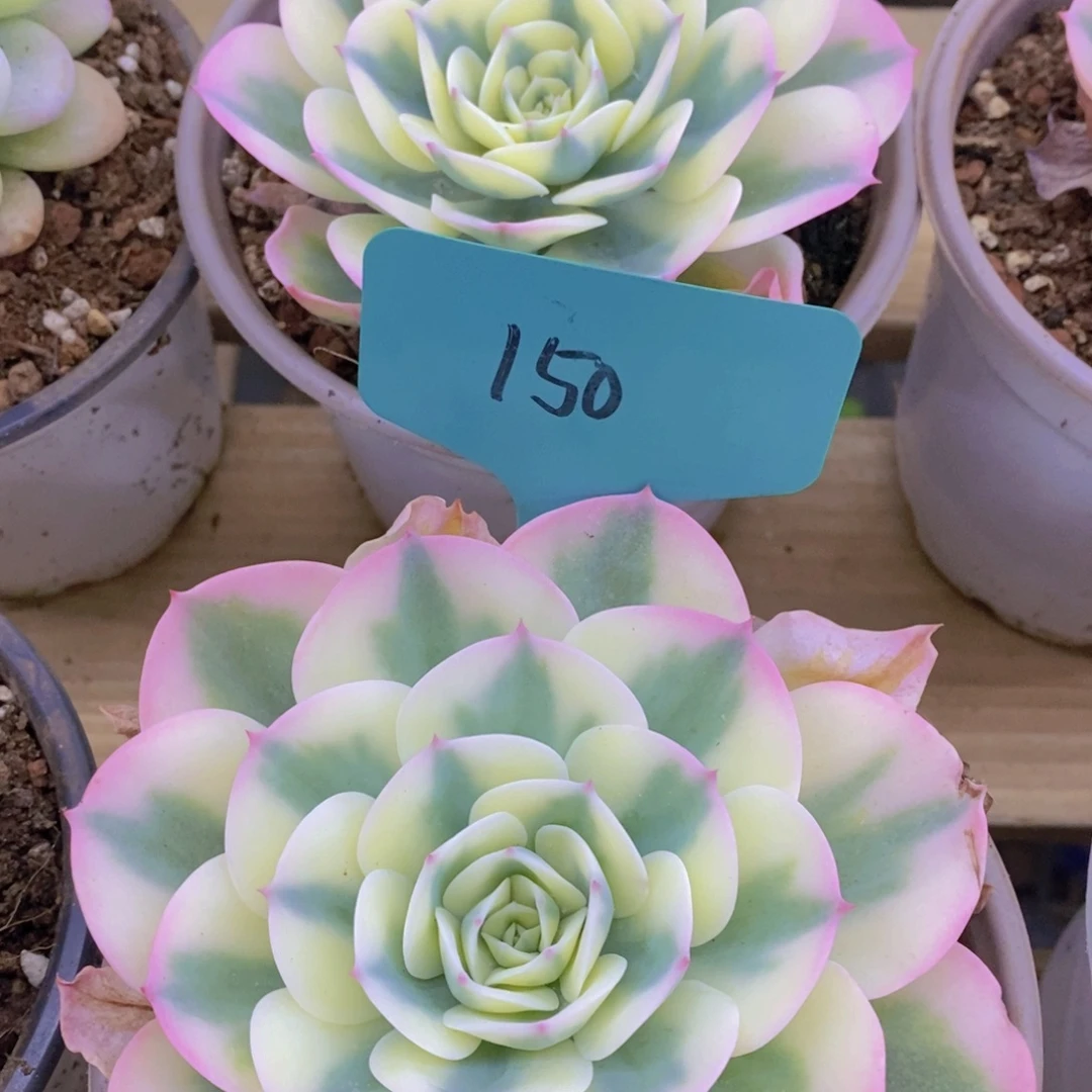 马年见，来日方长，一单包邮