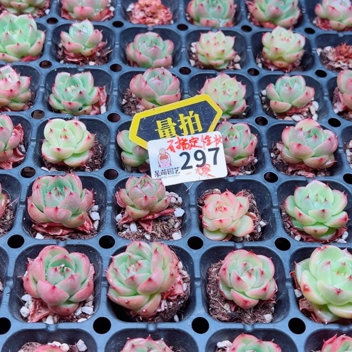 多肉植物多肉植物