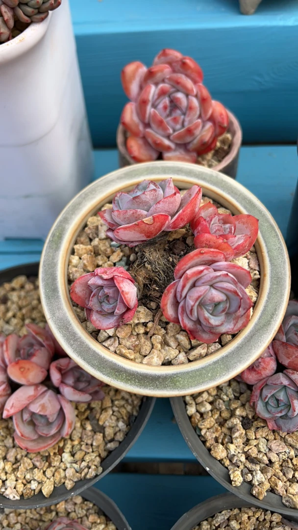 Lulu姐姐布鲁兰多肉植物