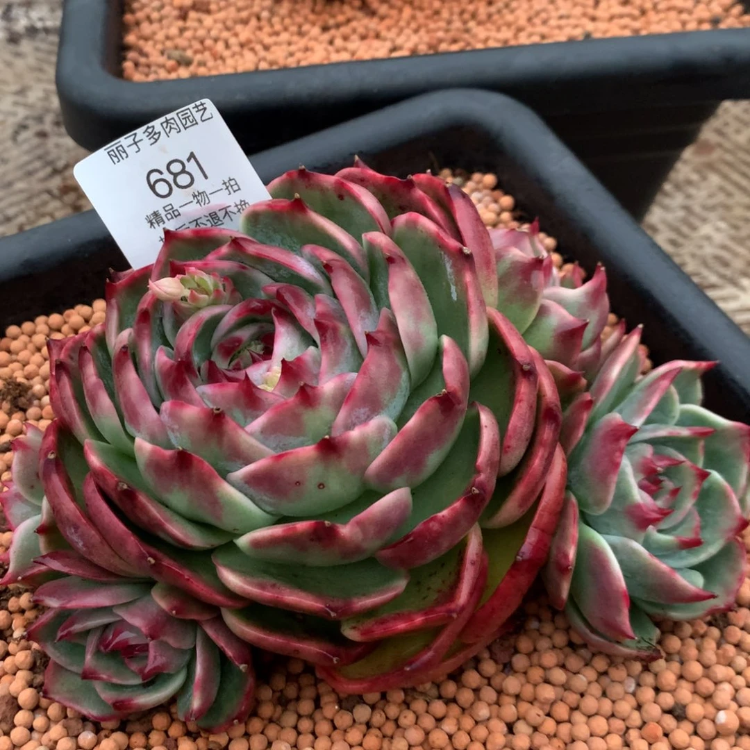 倚**雨681惊鸿群生，1托4。尺寸18。多肉植物