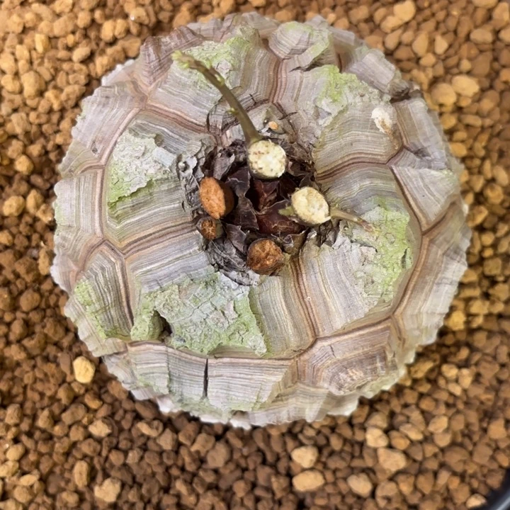 2001号龟甲龙带盆包邮不退不换