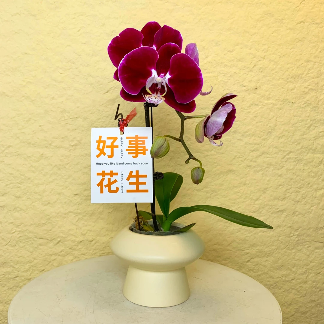 【幻影】欧洲鲜花蝴蝶兰 丝绒质地 大花型 高级家居室内花卉