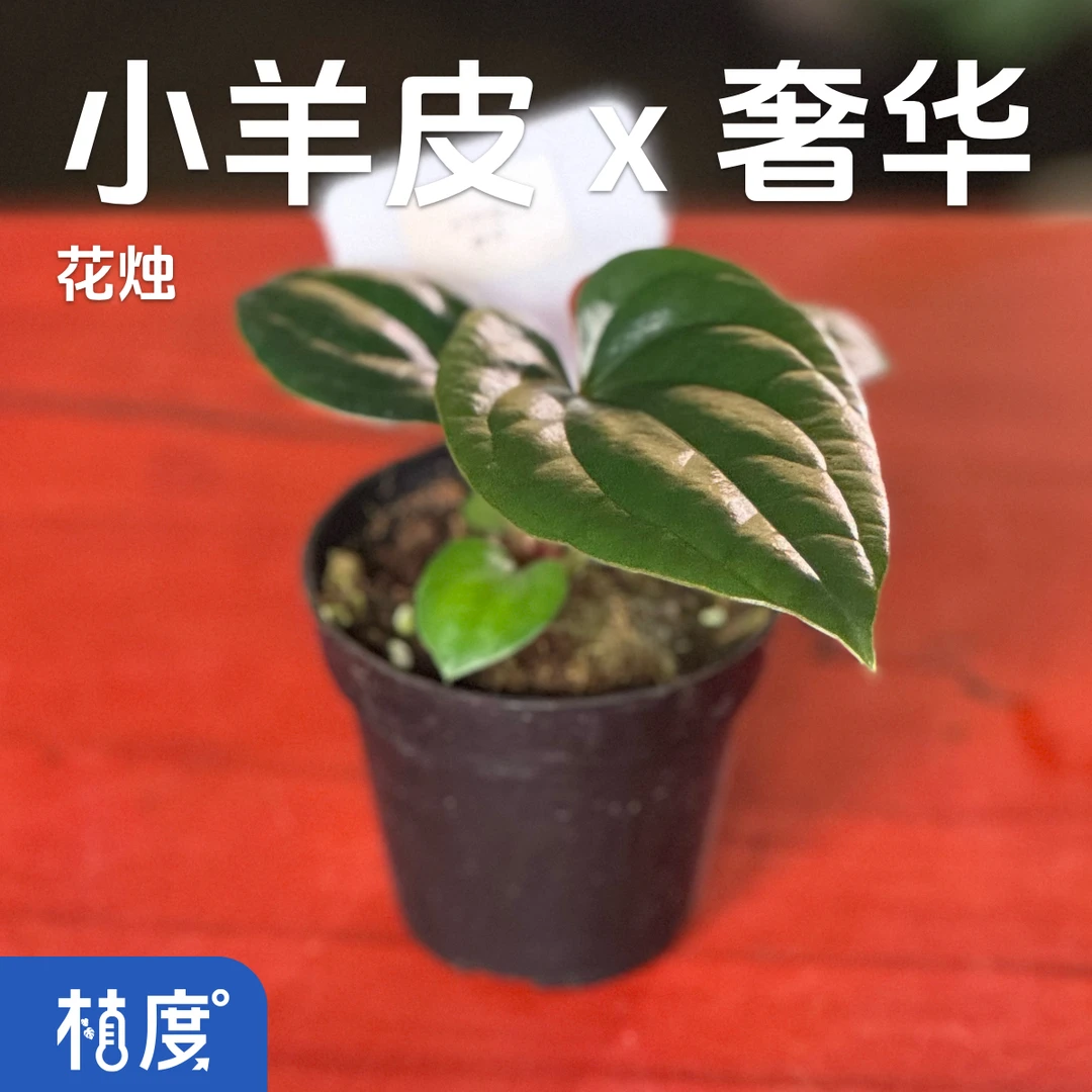 【植度|小羊皮 × 奢华花烛】皮革丝绒立体凹凸纹理 小众杂交花烛