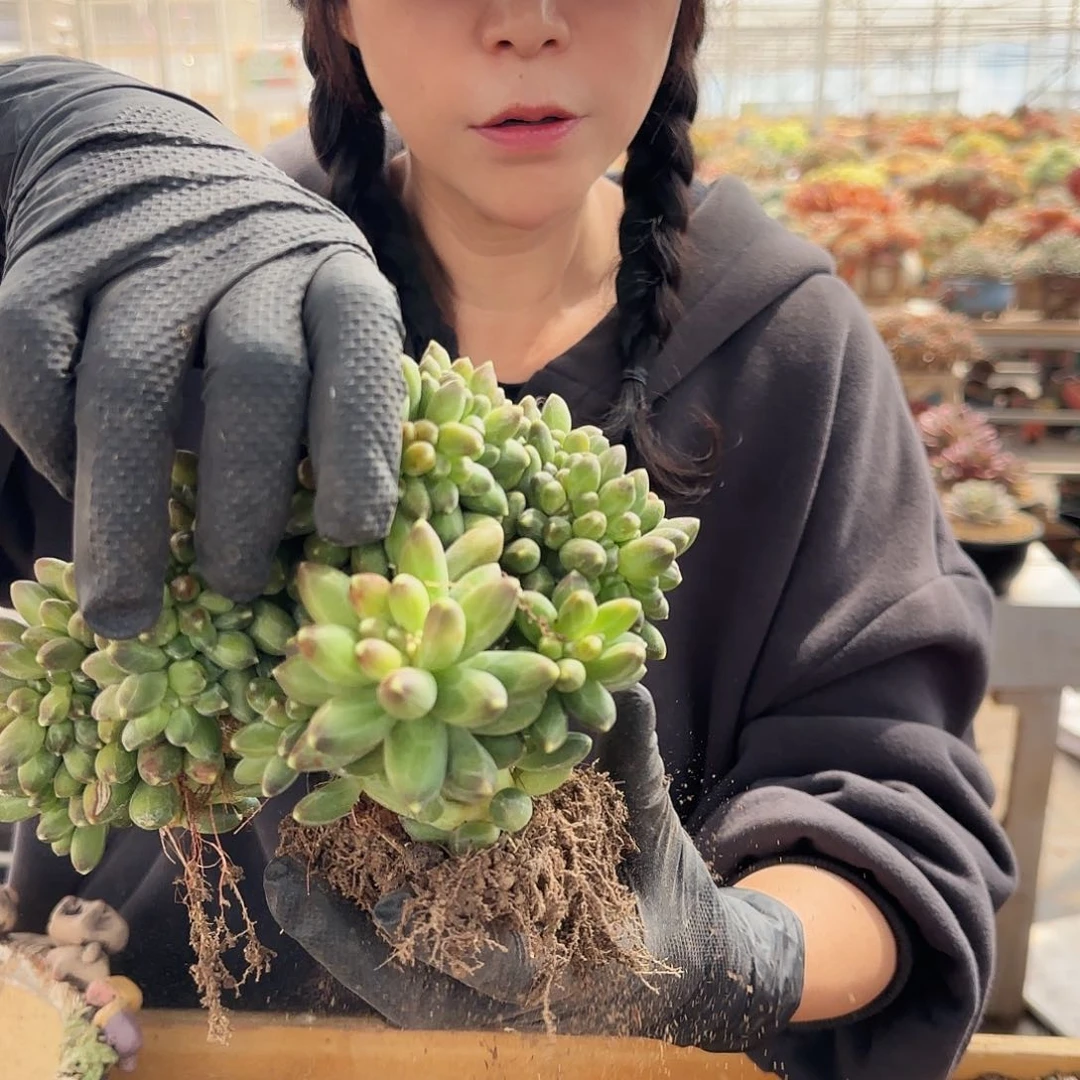 3***子瓶子，千代田缀198      肉