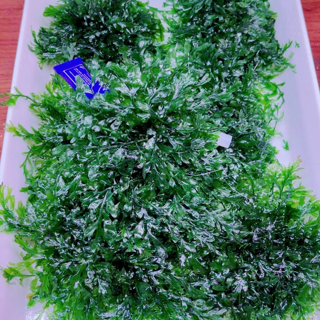 折***戏美小呆哇塞套餐一份