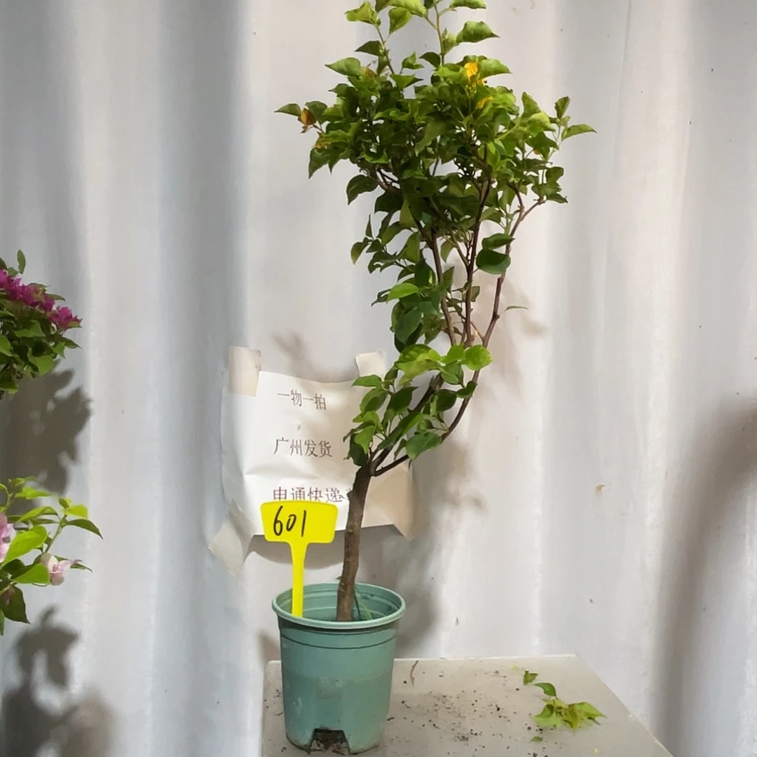 当前无花栽培后可以开花601绿叶浅黄或加州黄金