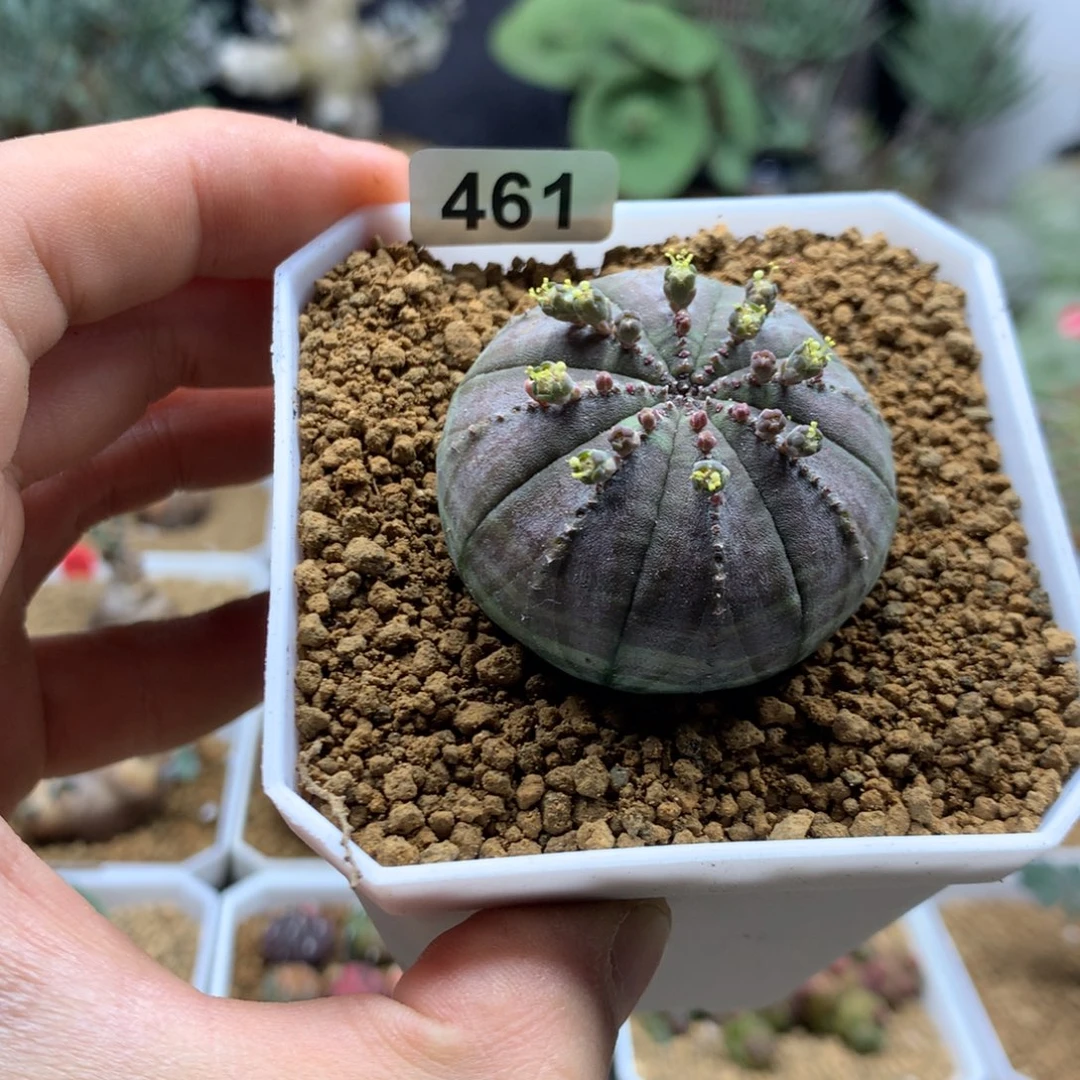 实生欧系布纹球多肉带盆