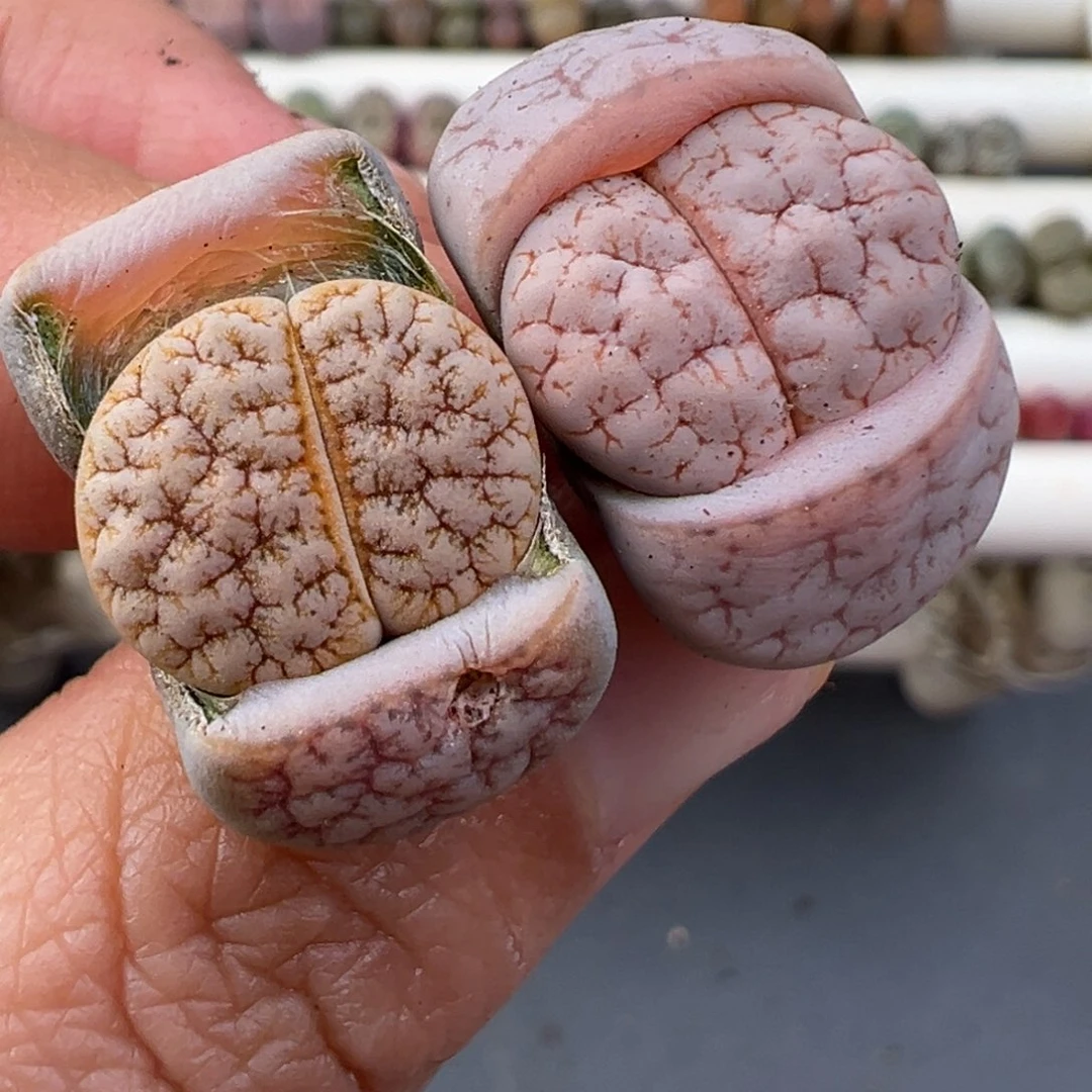 12.28好看的多肉脱土发货871