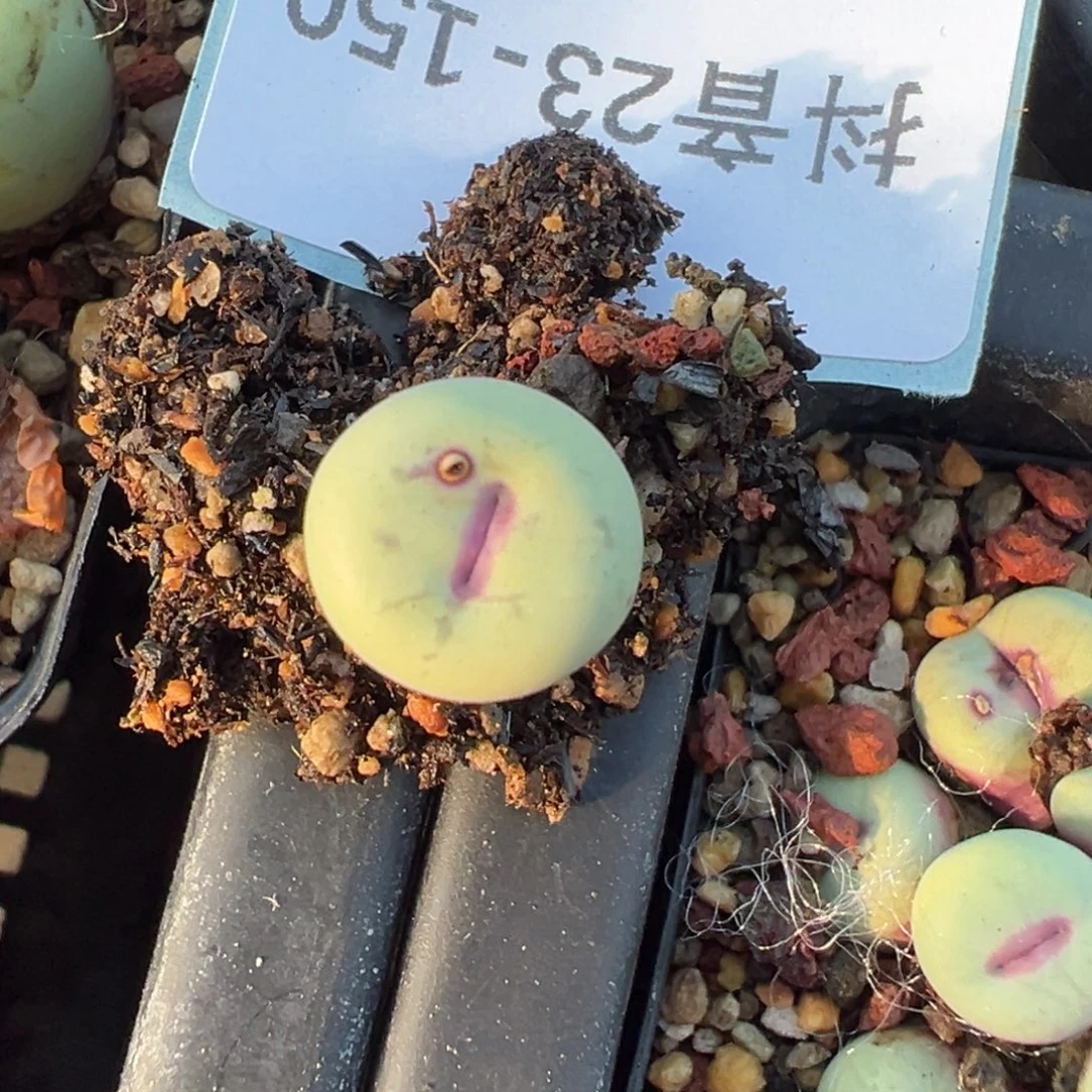 23-150肉锥多肉植物