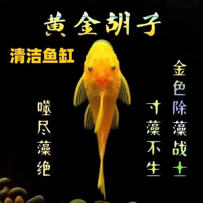 黄金胡子鱼清洁鱼苗入门好养包邮包损渔场直发