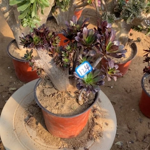 黑法师缀一物一拍