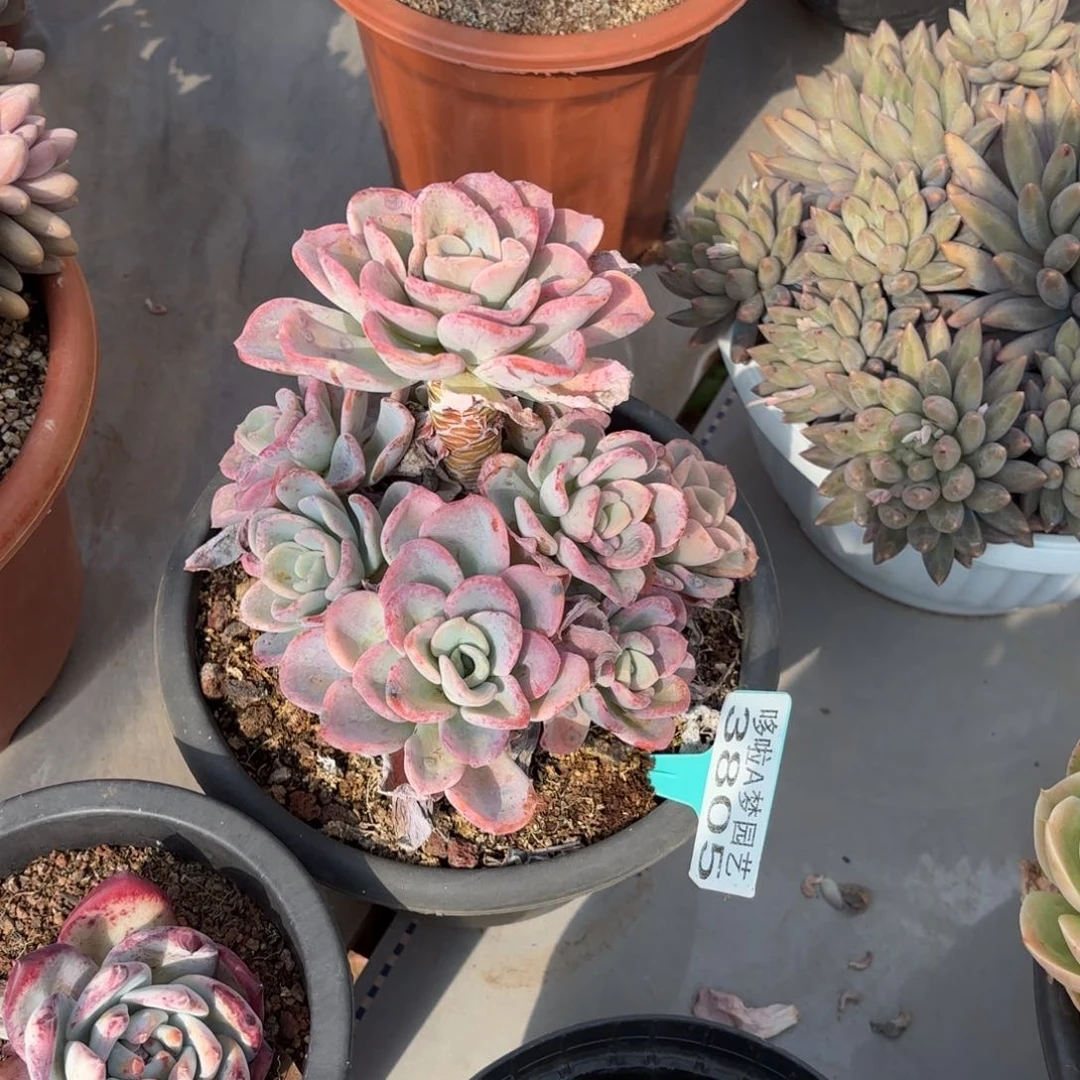 开开心心每一天3805