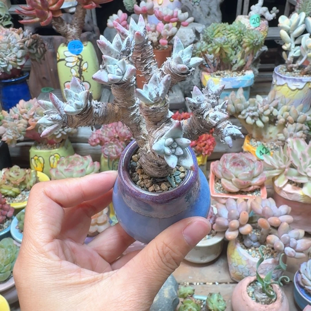 白菊 多肉含盆土 一物一拍
