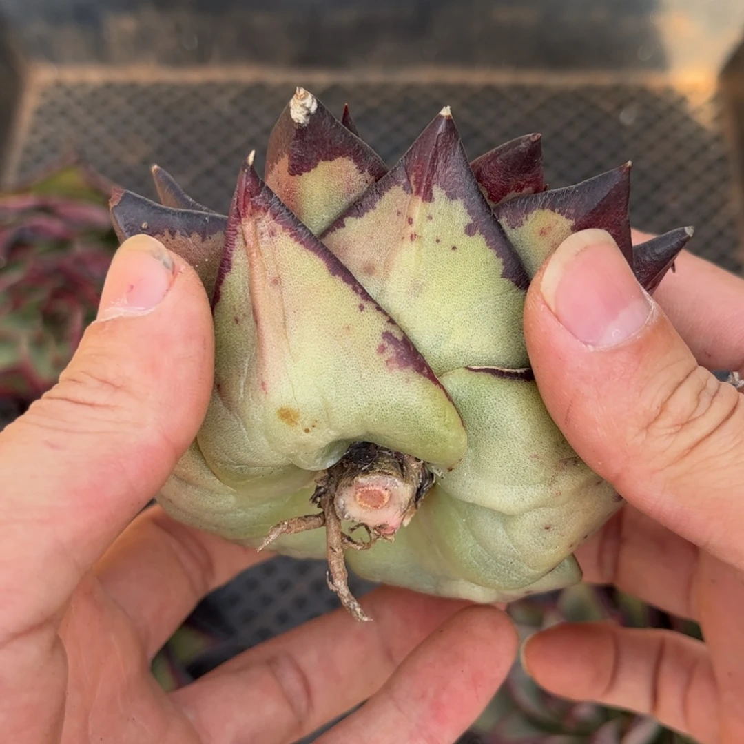 G***Rz先生的多肉发货g哥