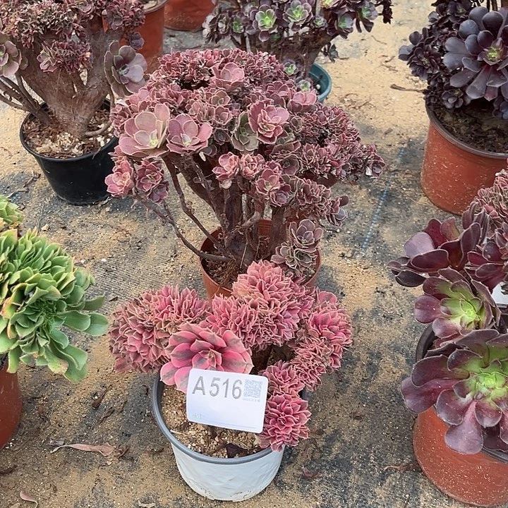 玫瑰粉女巫516号呀呀