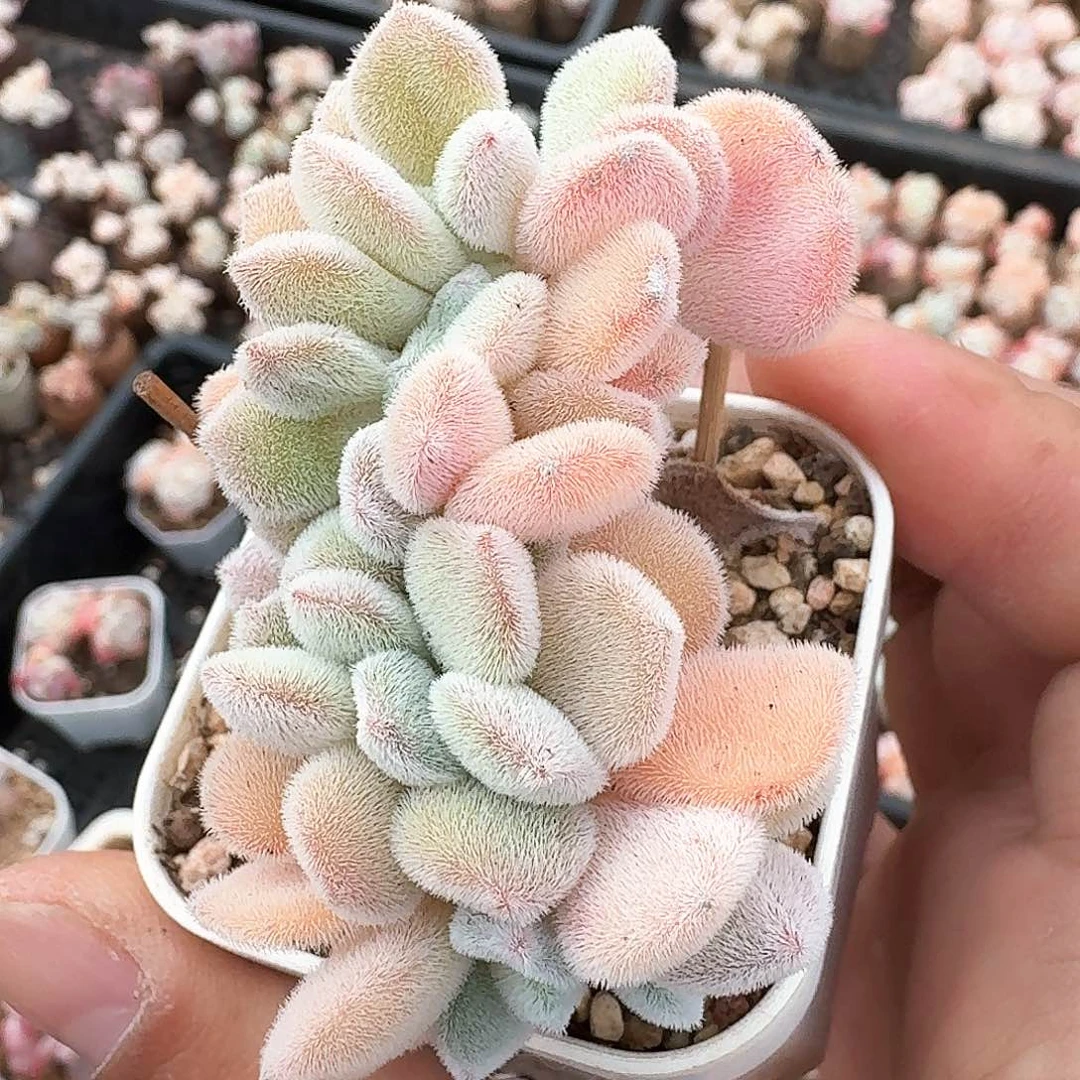 多肉雪晃心板子缀化多肉