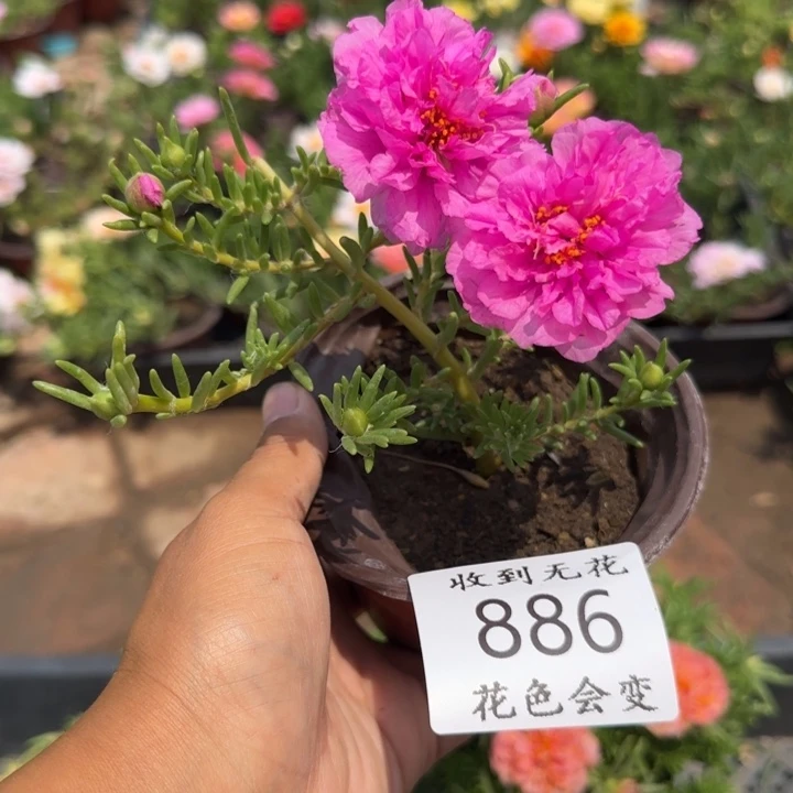 全部花朵886紫球超小苗盆口10cm