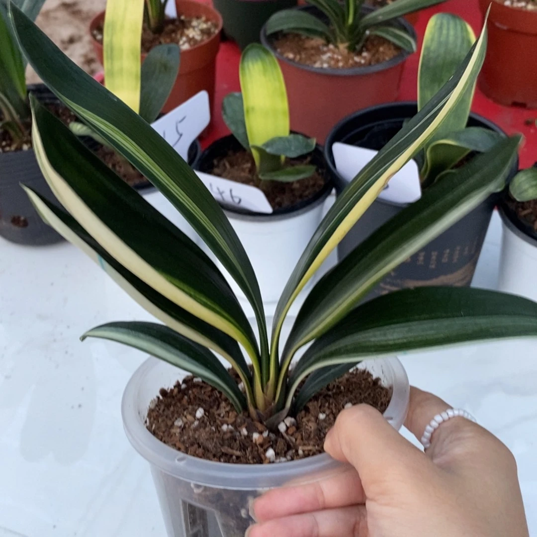 当前无花栽培后可以开花