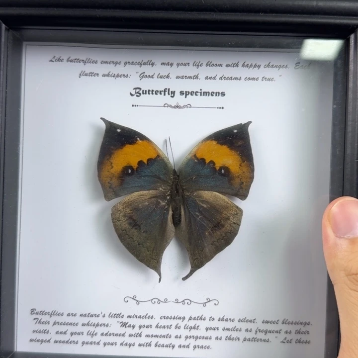 蝴蝶结的设计与制作