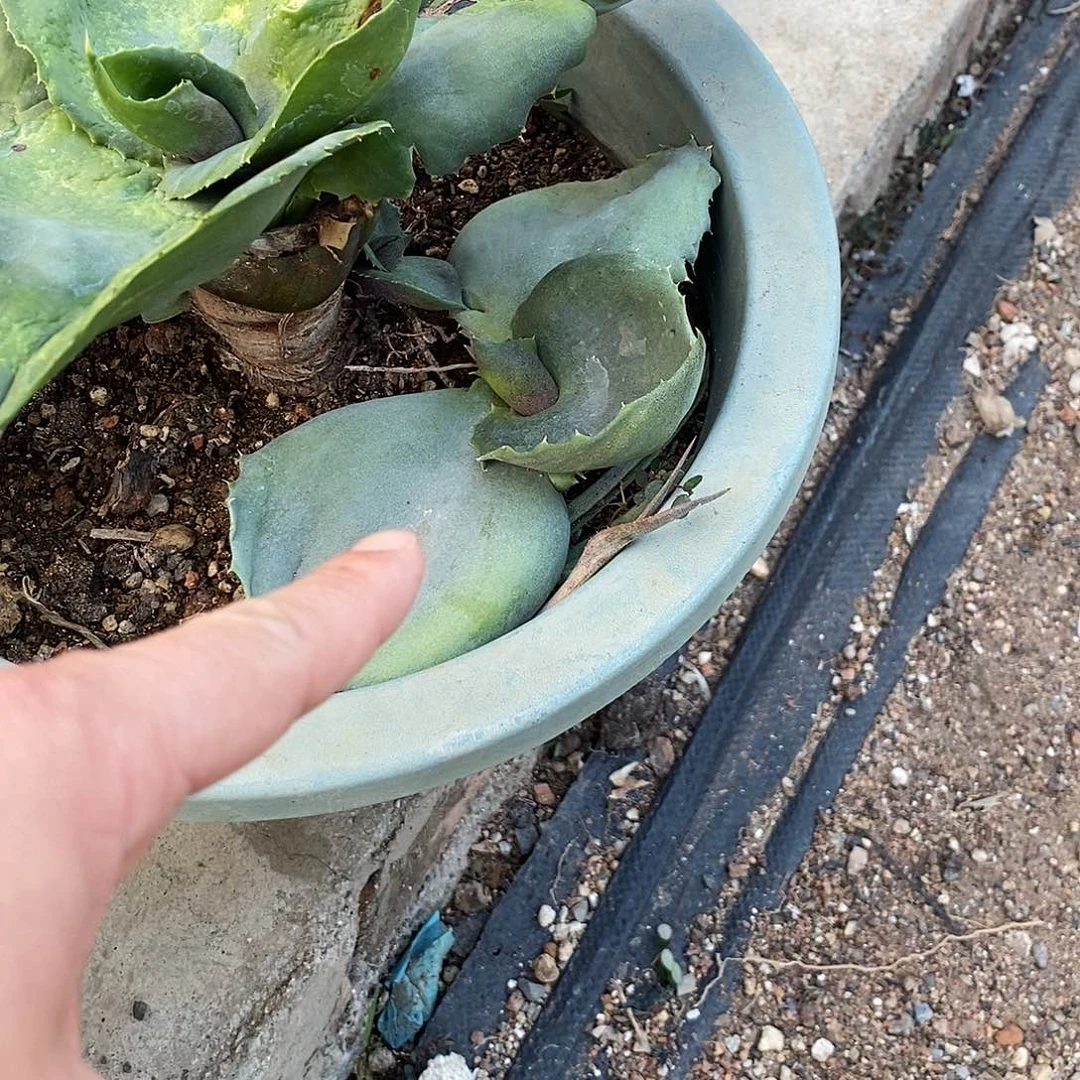 【***】凤蝶龙舌兰侧芽一个