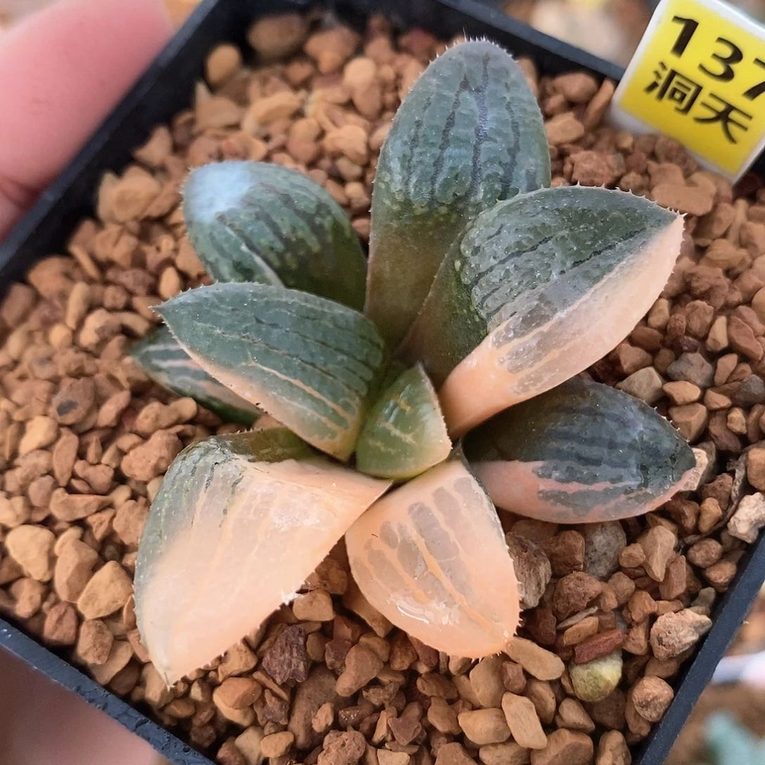 红陶137号亲指姬寿锦一物一拍