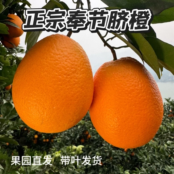 新鲜采摘正宗奉节脐橙 纽荷尔 产地直发孕妇水果