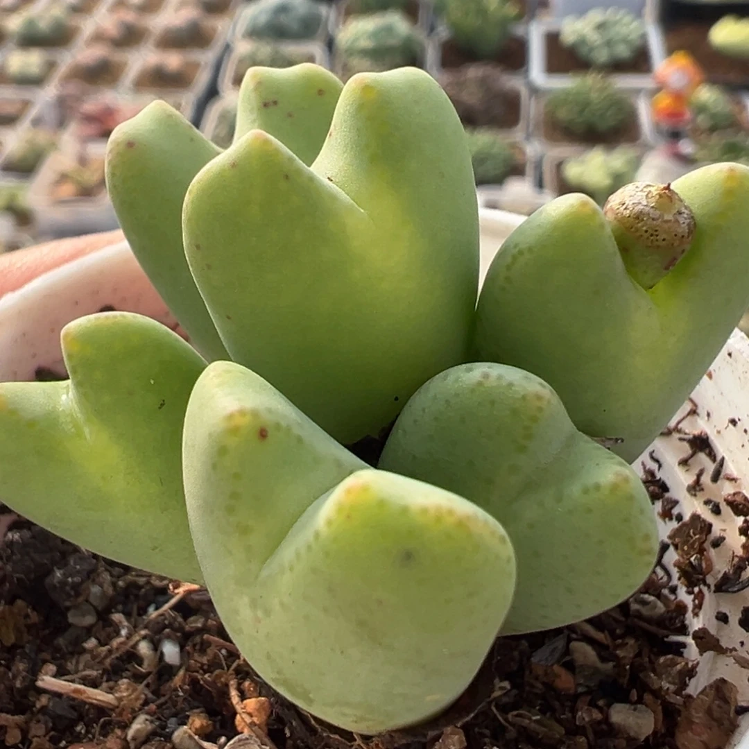 将群多肉植物百科698