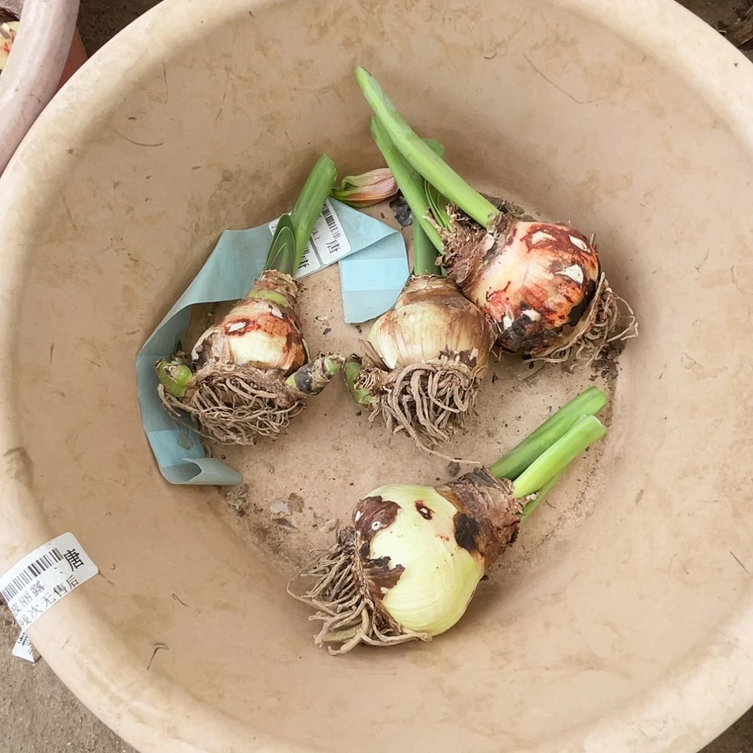 直播间童话花后清残一个